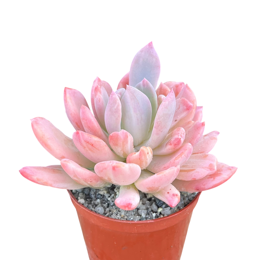 x Pachyveria 'Scheideckeri'