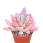 x Pachyveria 'Scheideckeri'