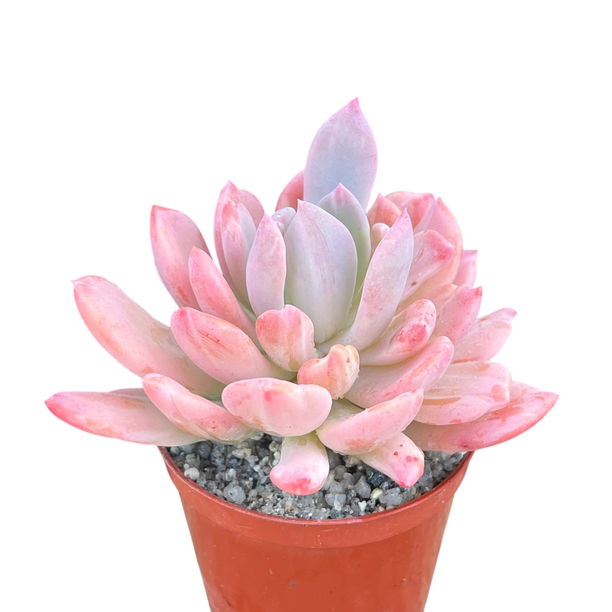 x Pachyveria 'Scheideckeri'