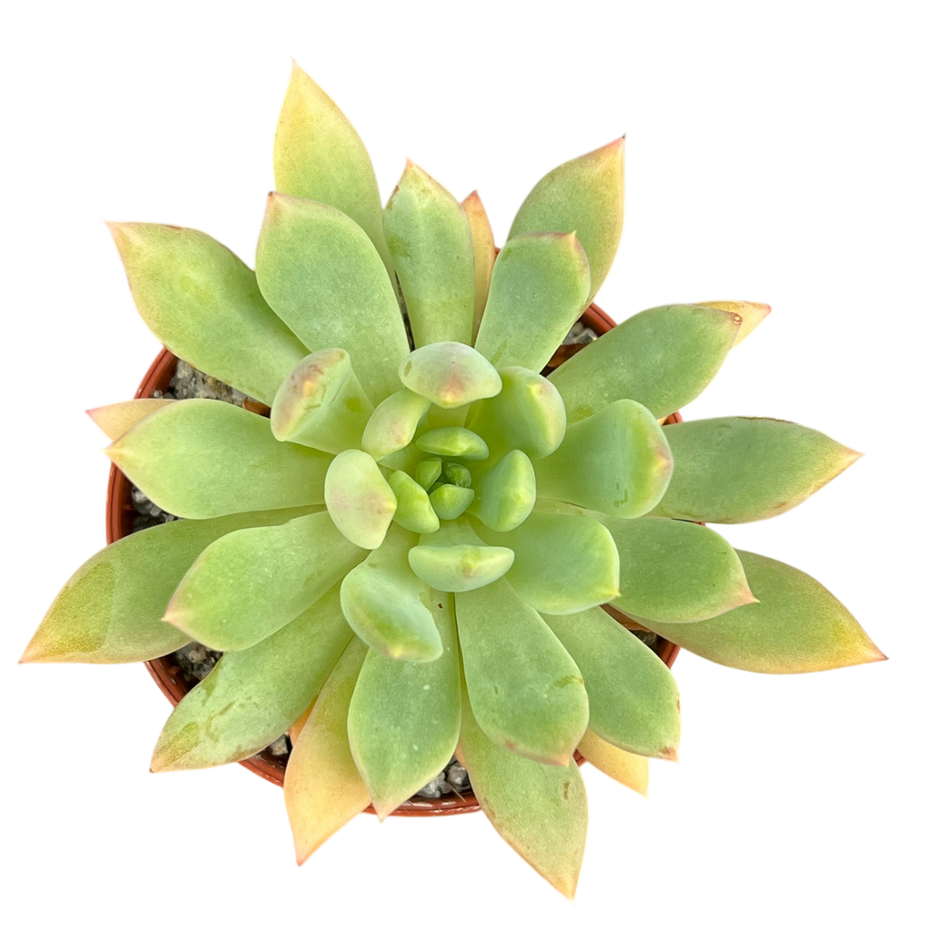 Echeveria 'Moana'