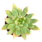 Echeveria 'Moana'