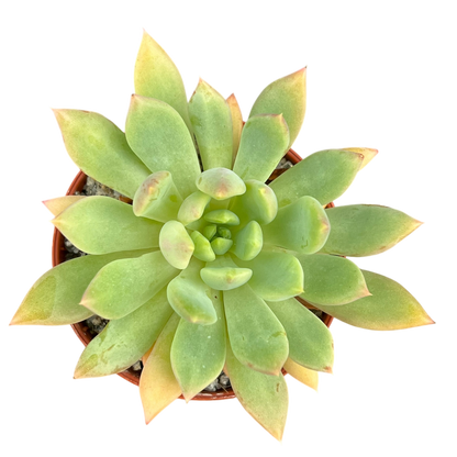 Echeveria 'Moana'