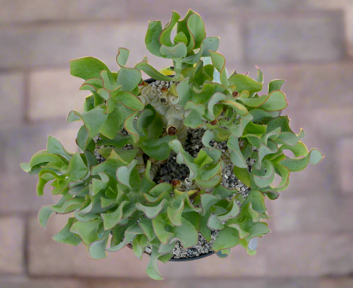 ruffle jade plant Crassula arborescens