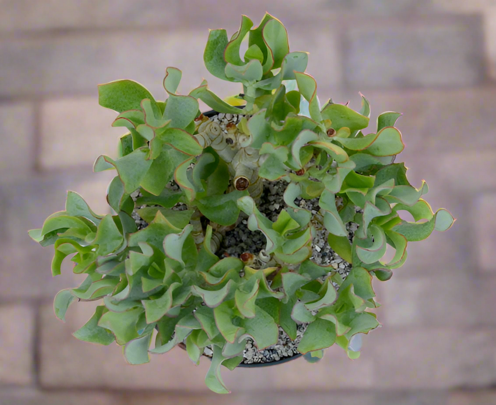 Crassula arborescens | Ripple Jade