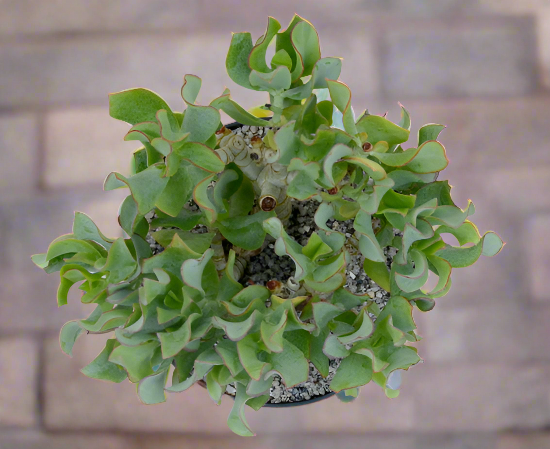 Crassula arborescens 'Ripple Jade'