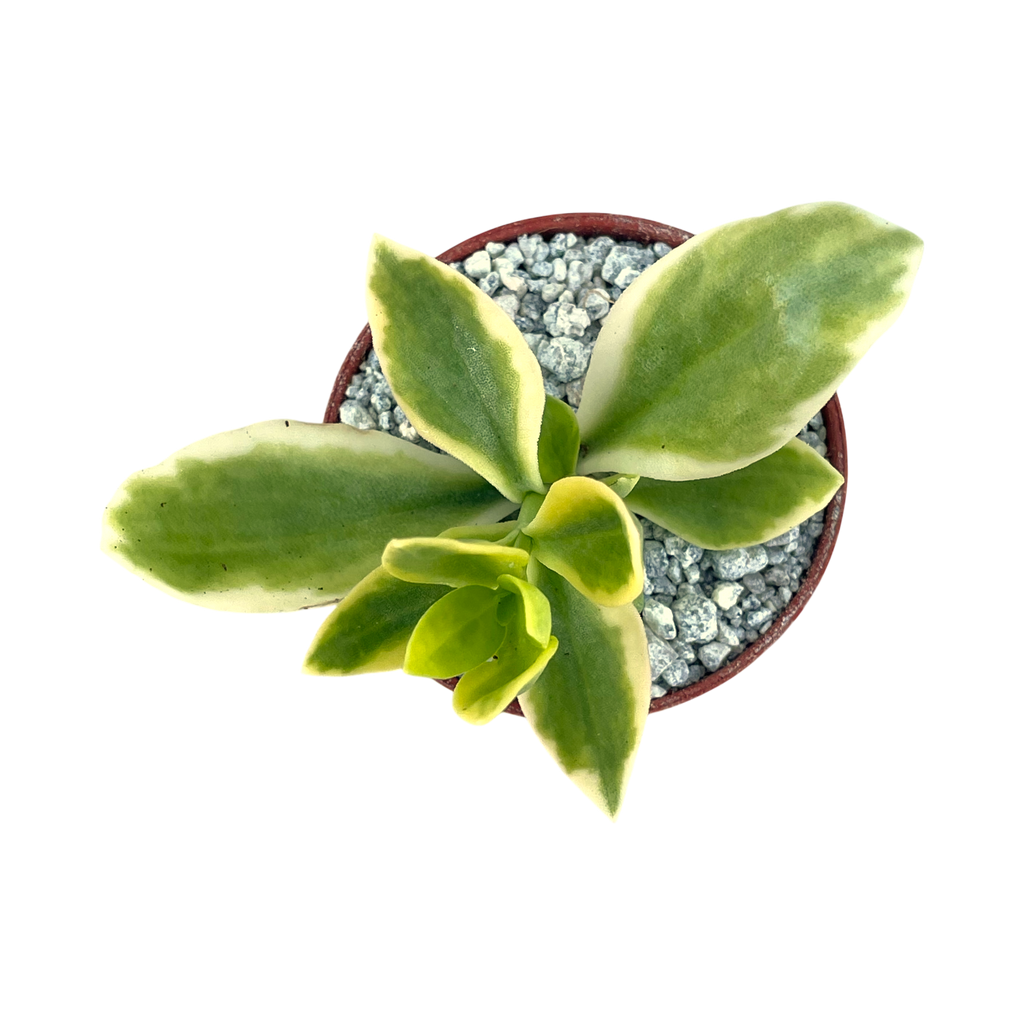 Aptenia cordifolia variegata