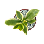 Aptenia cordifolia variegata