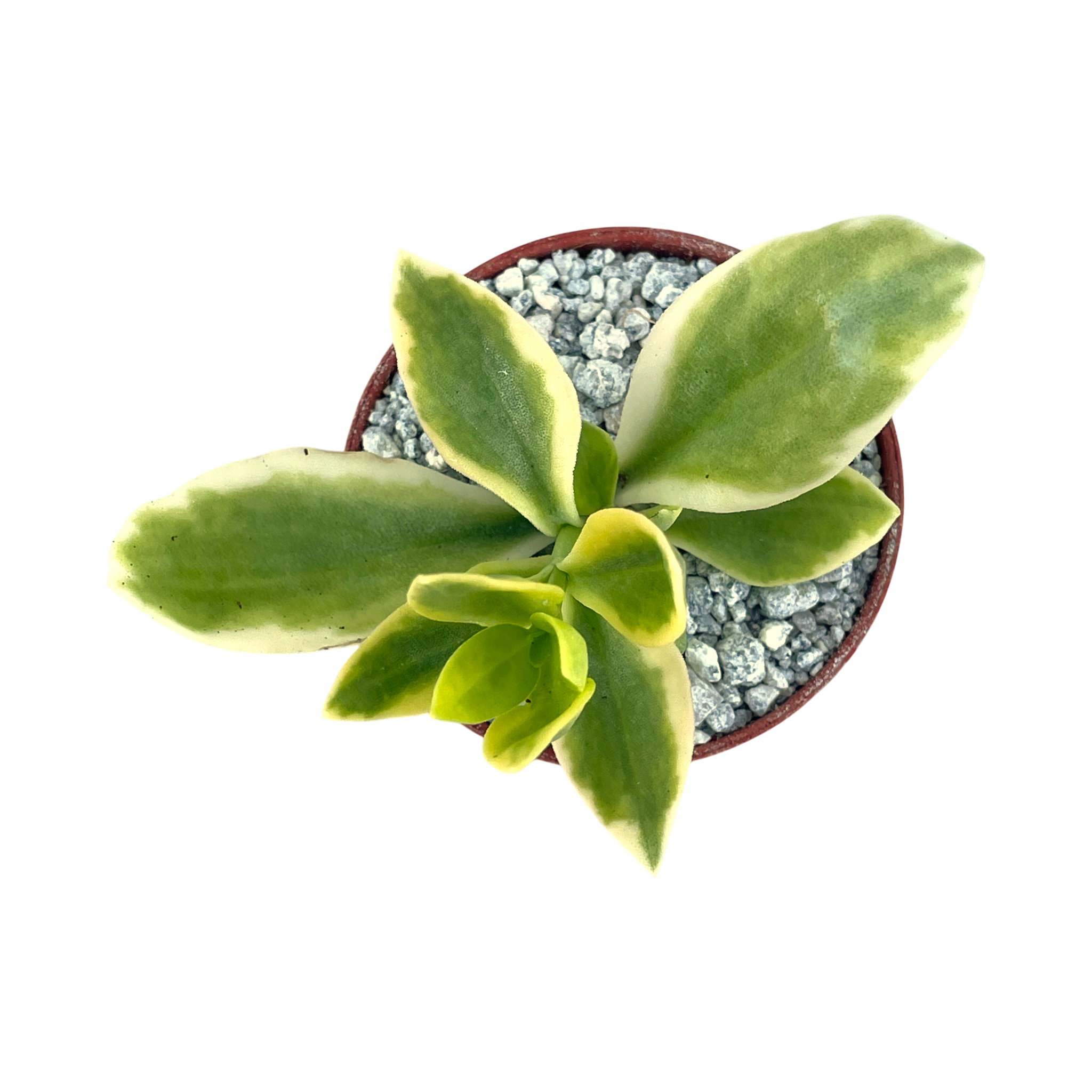 Aptenia cordifolia variegata