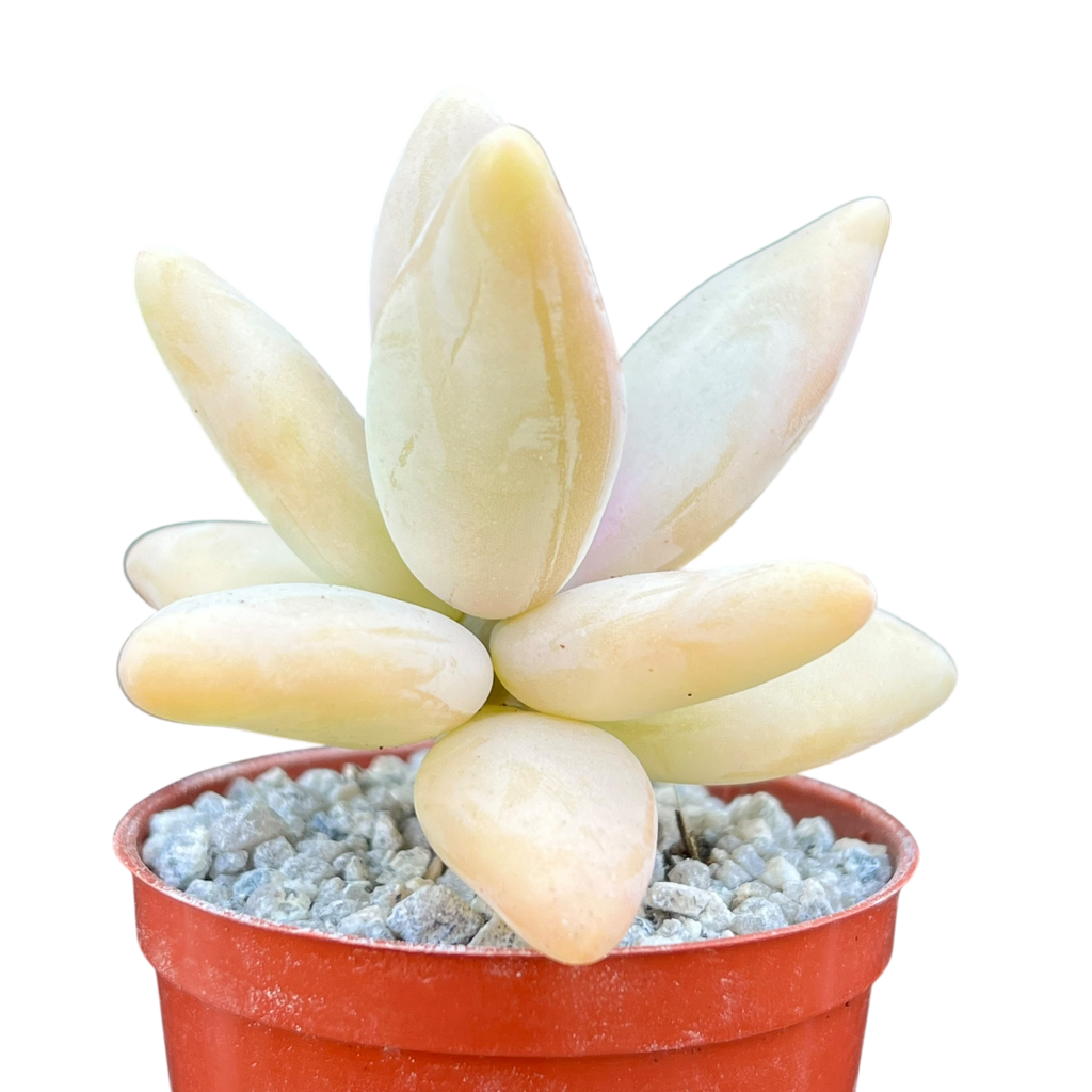 Pachyphytum werdermannii