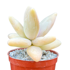 Pachyphytum werdermannii