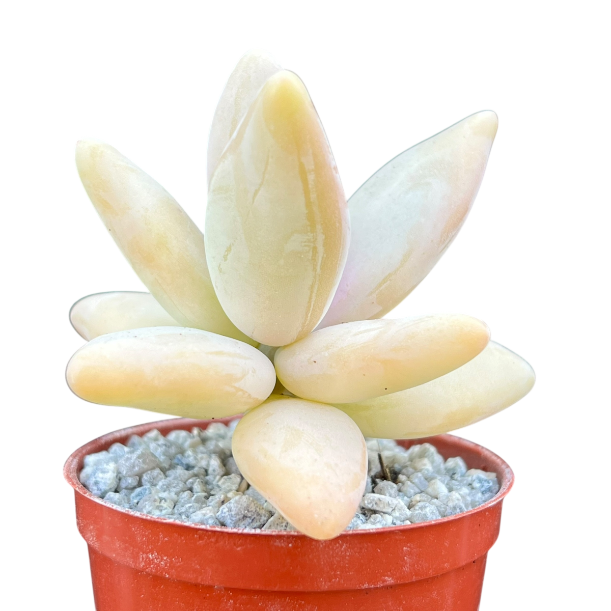 Pachyphytum werdermannii