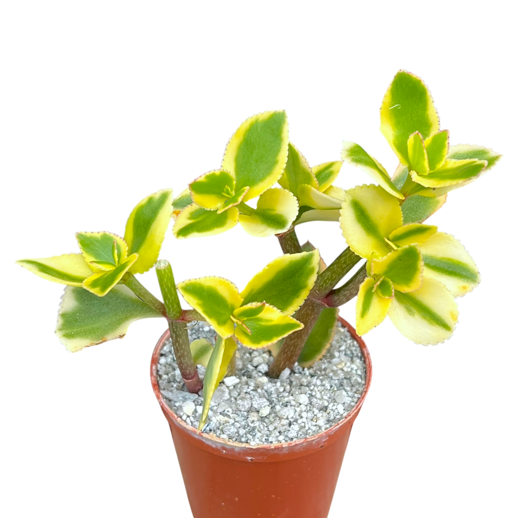 Crassula sarmentosa 'Comet'