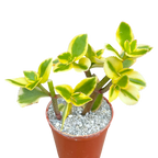 Crassula sarmentosa 'Comet'