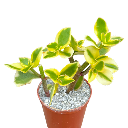 Crassula sarmentosa 'Comet'