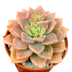 x Graptoveria 'Acaulis'