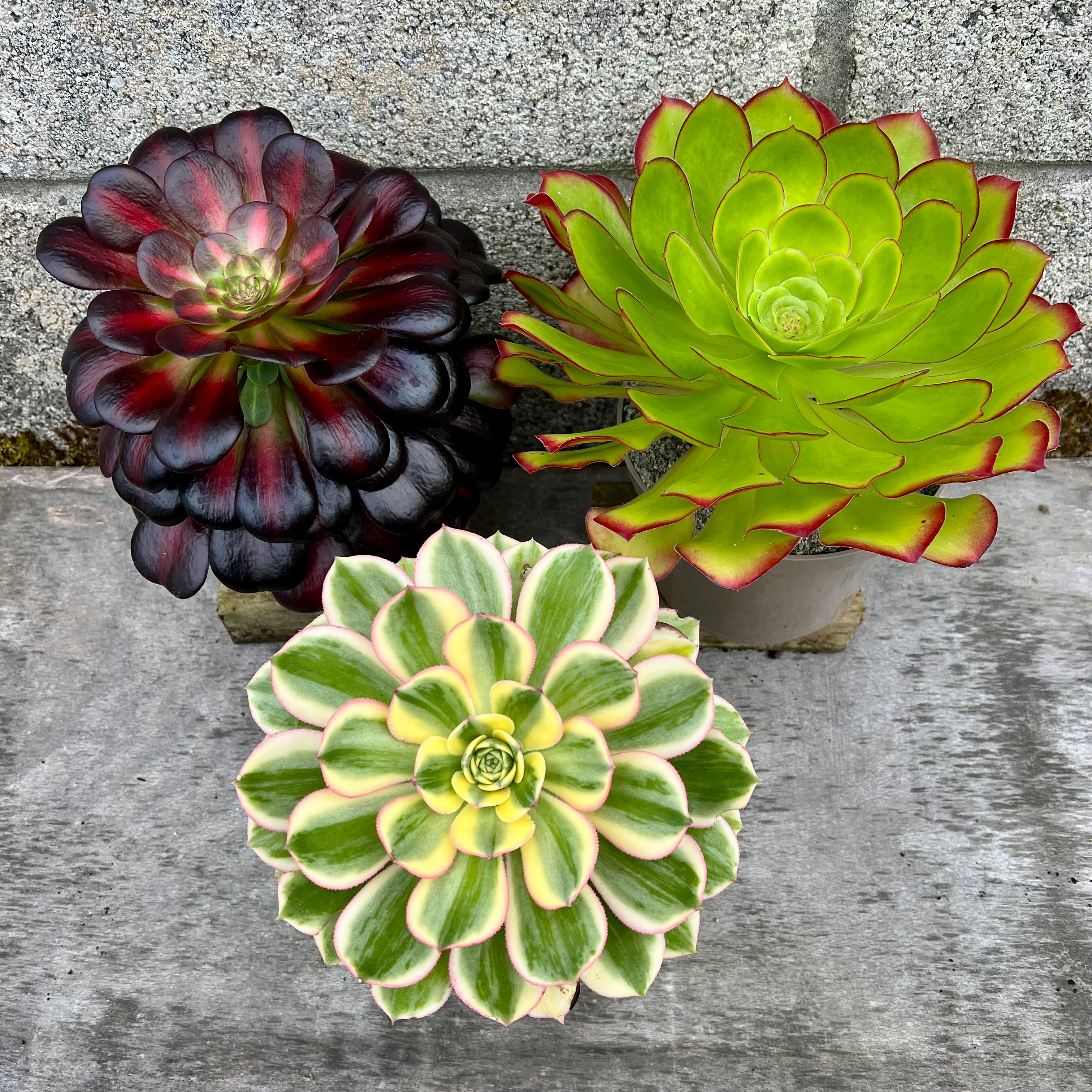 アエオニウム　chibimimi アエオニウムお楽しみセット – Surreal Succulents