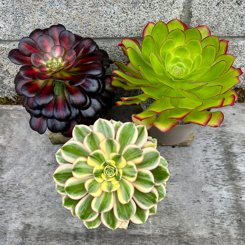Aeonium Mystery Bundle