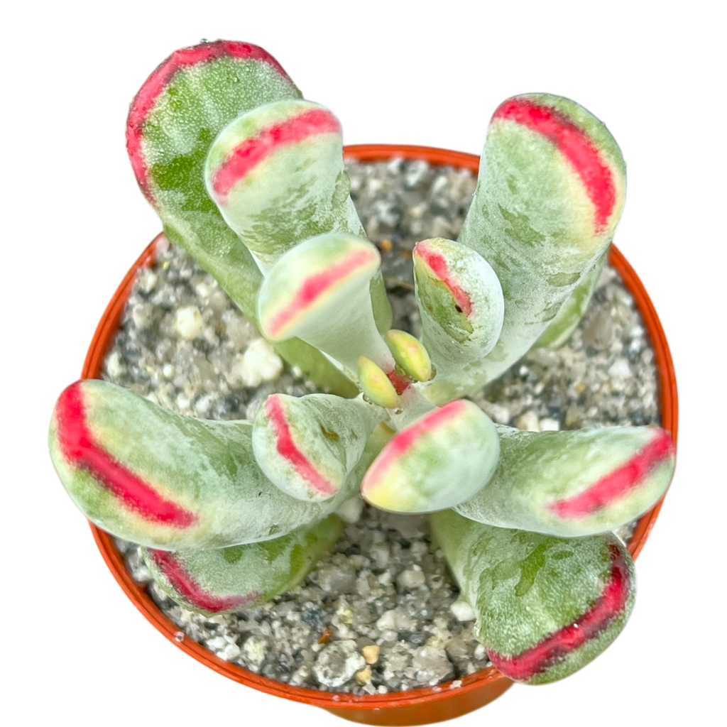 Cotyledon orbiculata var. flanaganii f. variegata