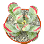 Cotyledon orbiculata var. flanaganii f. variegata