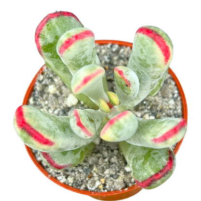 Cotyledon orbiculata var. flanaganii f. variegata