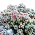 Sedum dasyphyllum minor