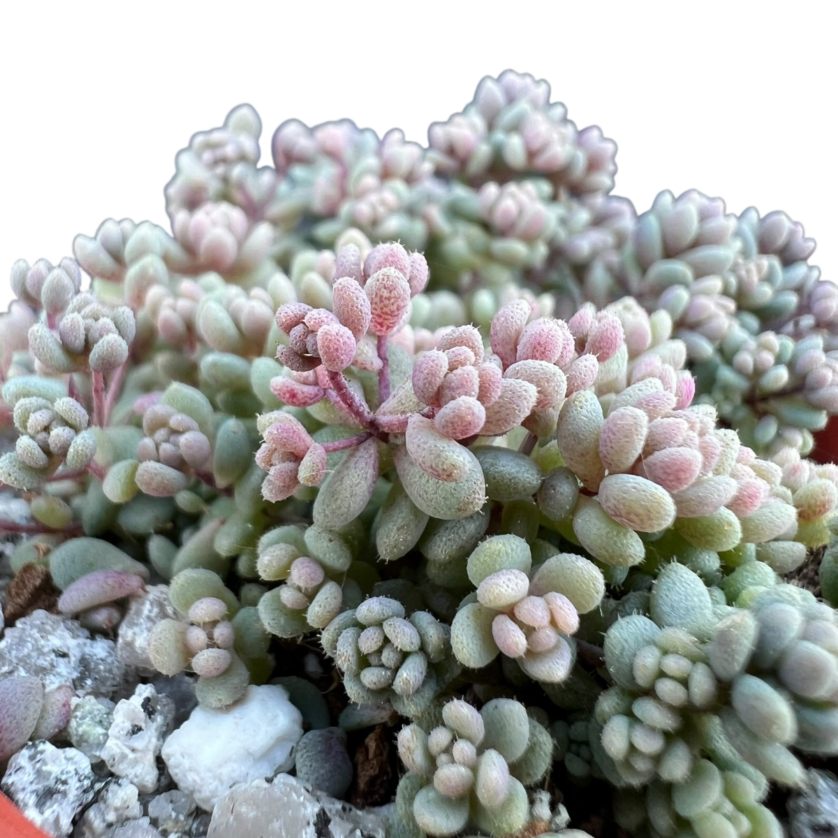 Sedum dasyphyllum minor