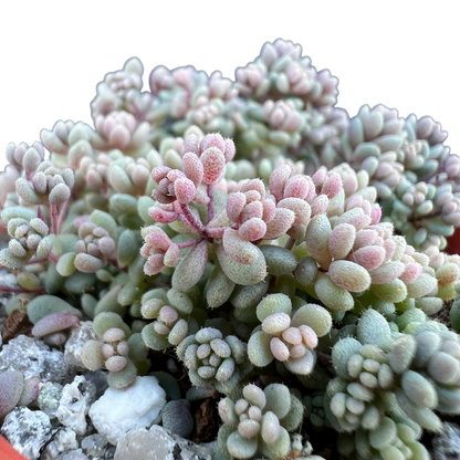 Sedum dasyphyllum minor