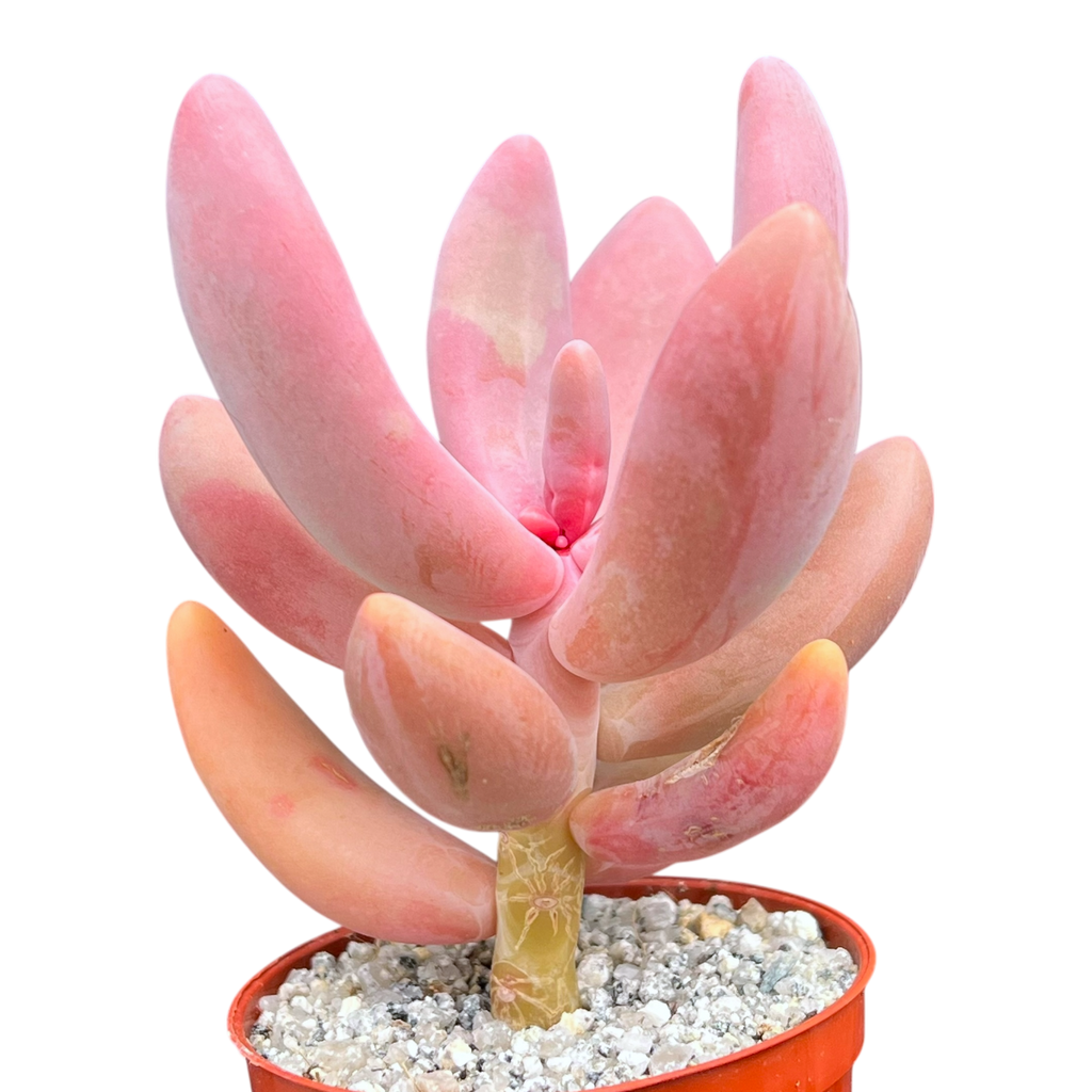 ganzhou succulent x Pachysedum 'Ganzhou' – Surreal Succulents