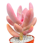 x Pachysedum 'Ganzhou'