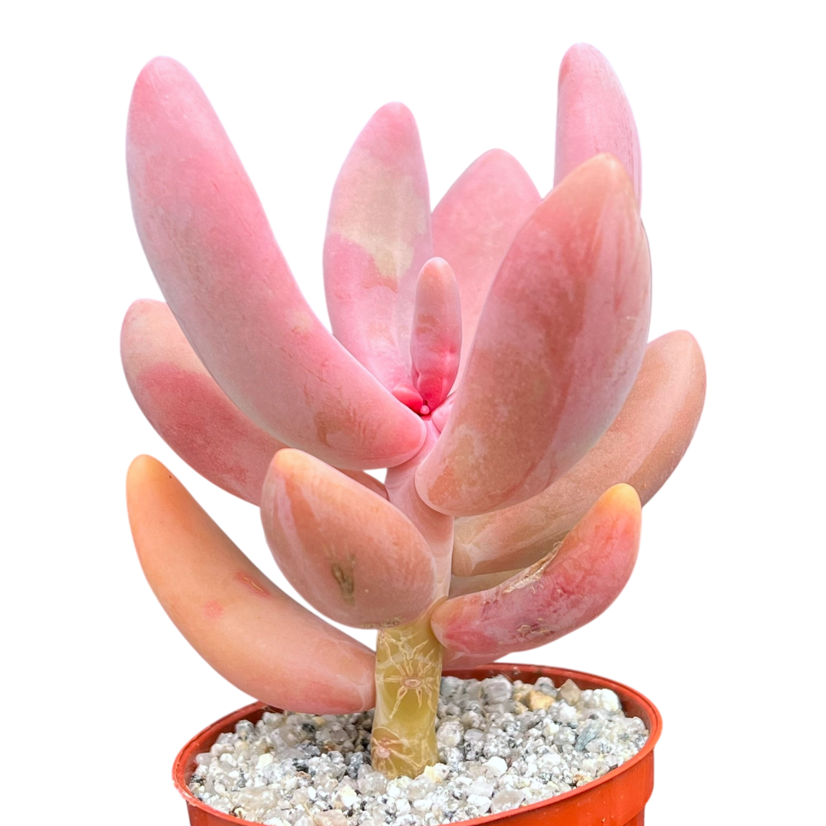 x Pachysedum 'Ganzhou'