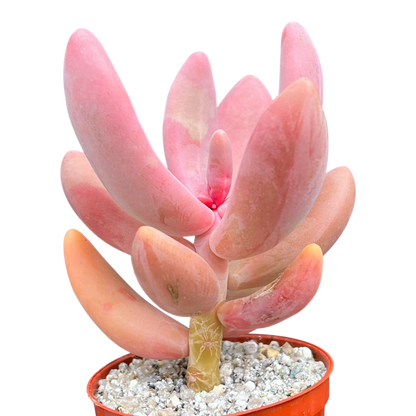 x Pachysedum 'Ganzhou'