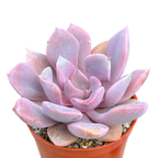 x Graptoveria 'Debbie'