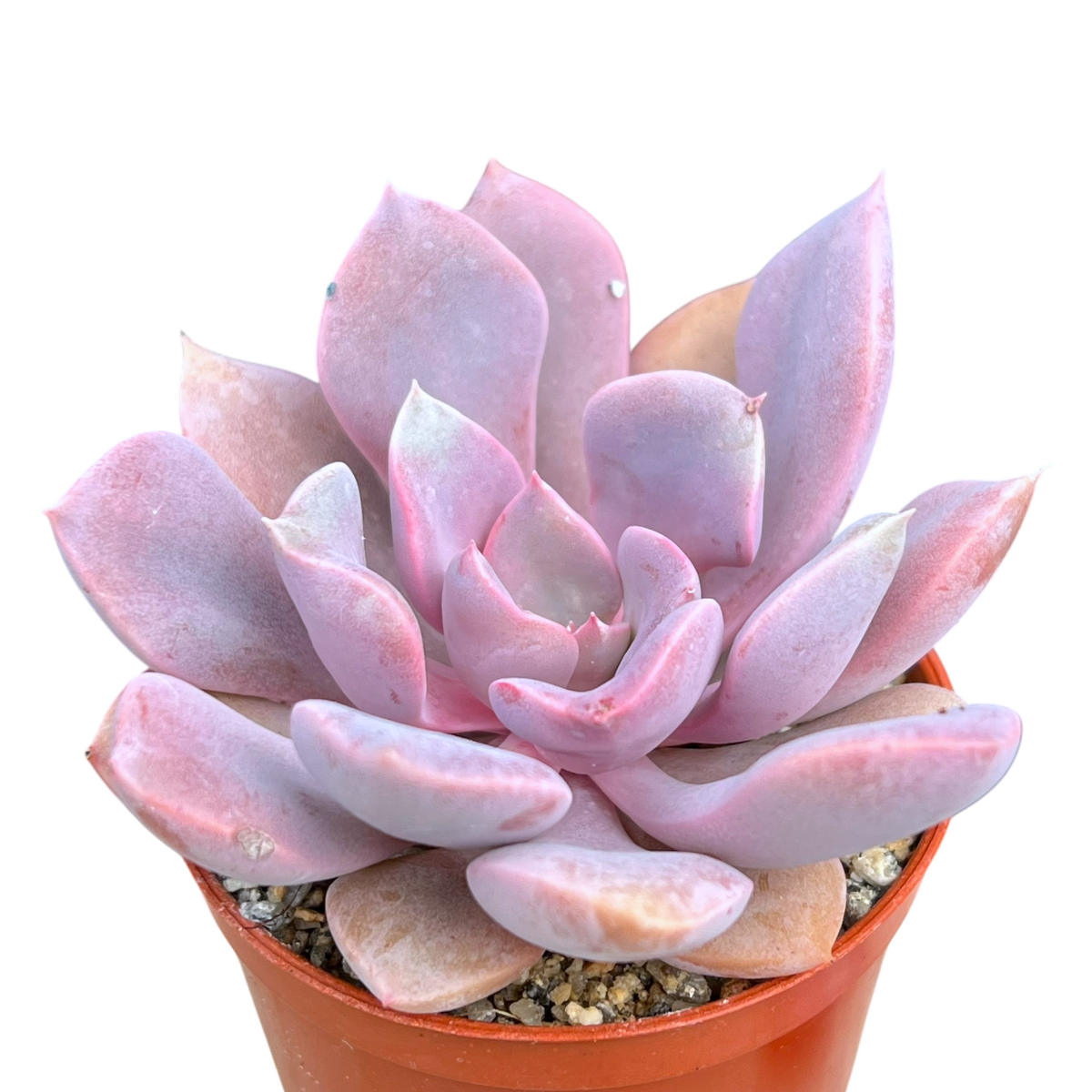 x Graptoveria 'Debbie'