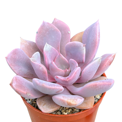 x Graptoveria 'Debbie'