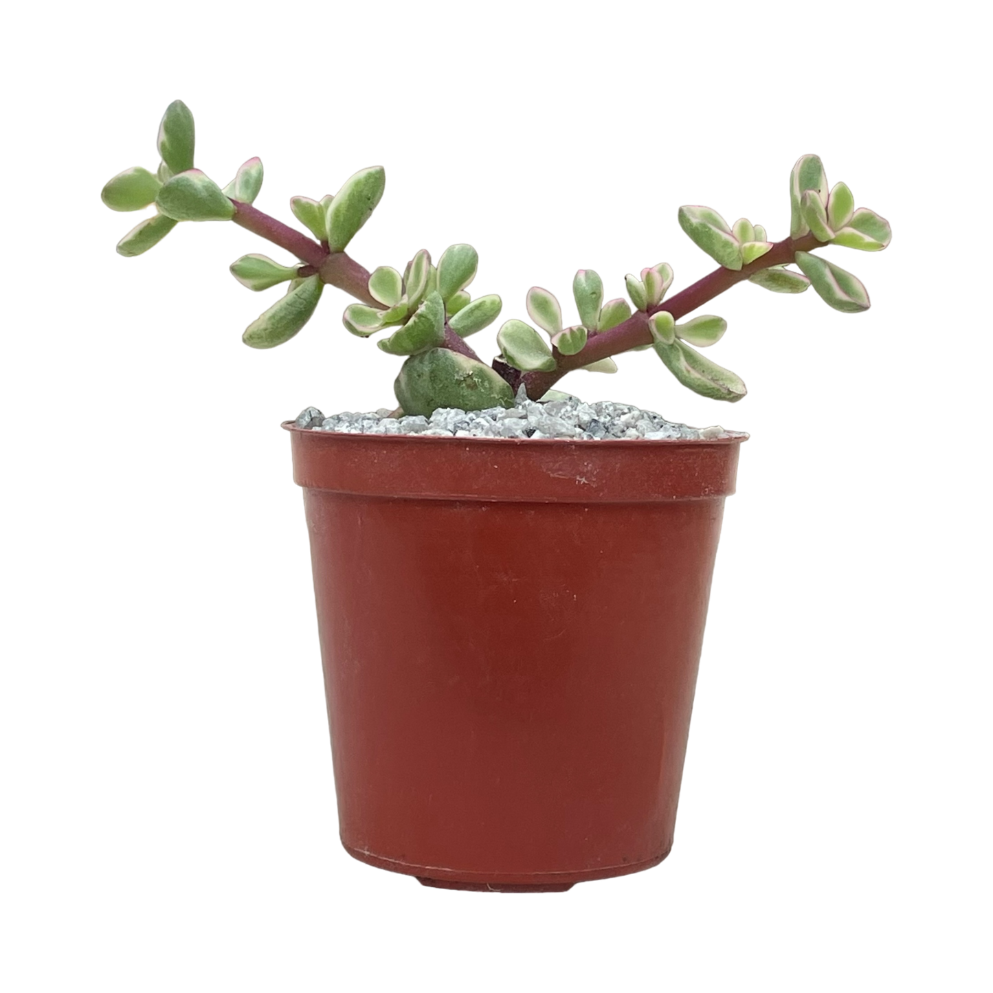 Portulacaria afra f. variegata