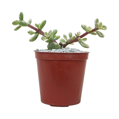 Portulacaria afra f. variegata