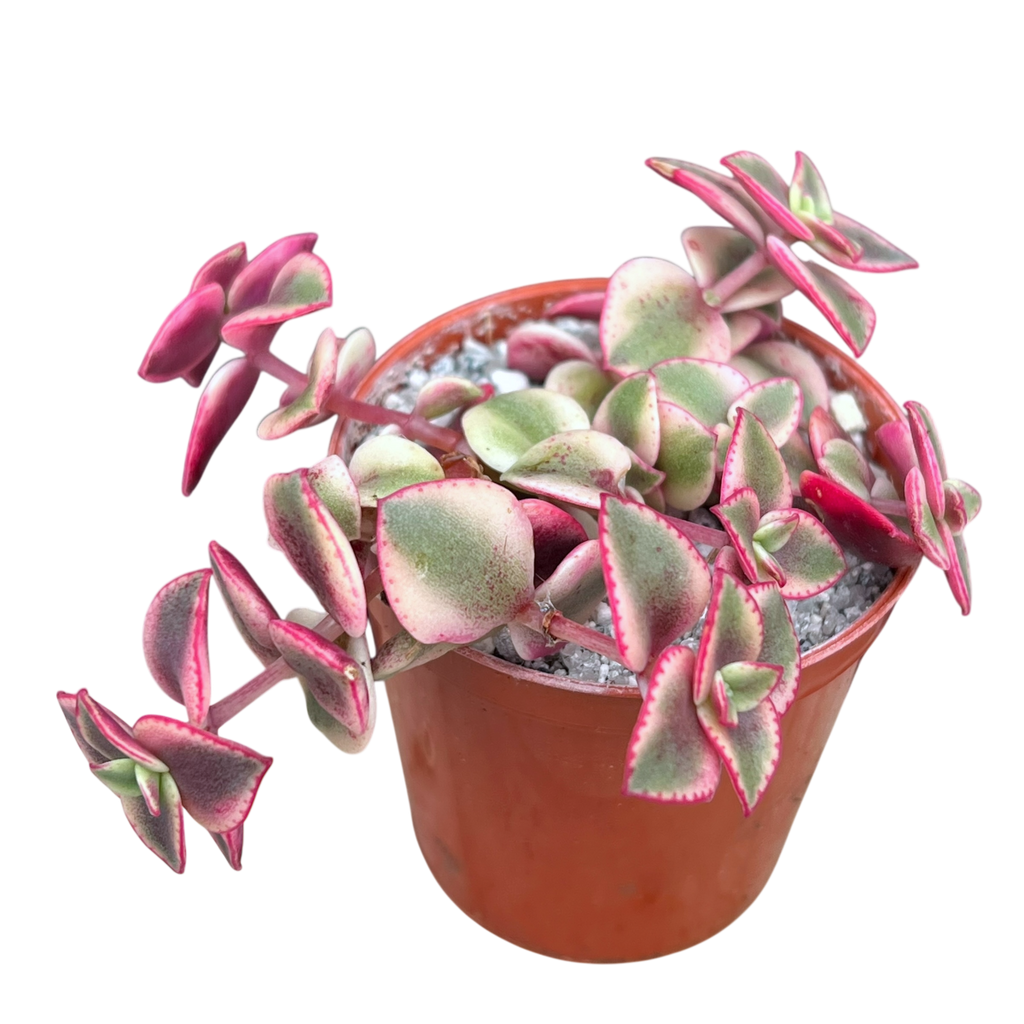 Crassula pellucida ssp. marginalis variegata