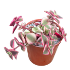 Crassula pellucida ssp. marginalis variegata