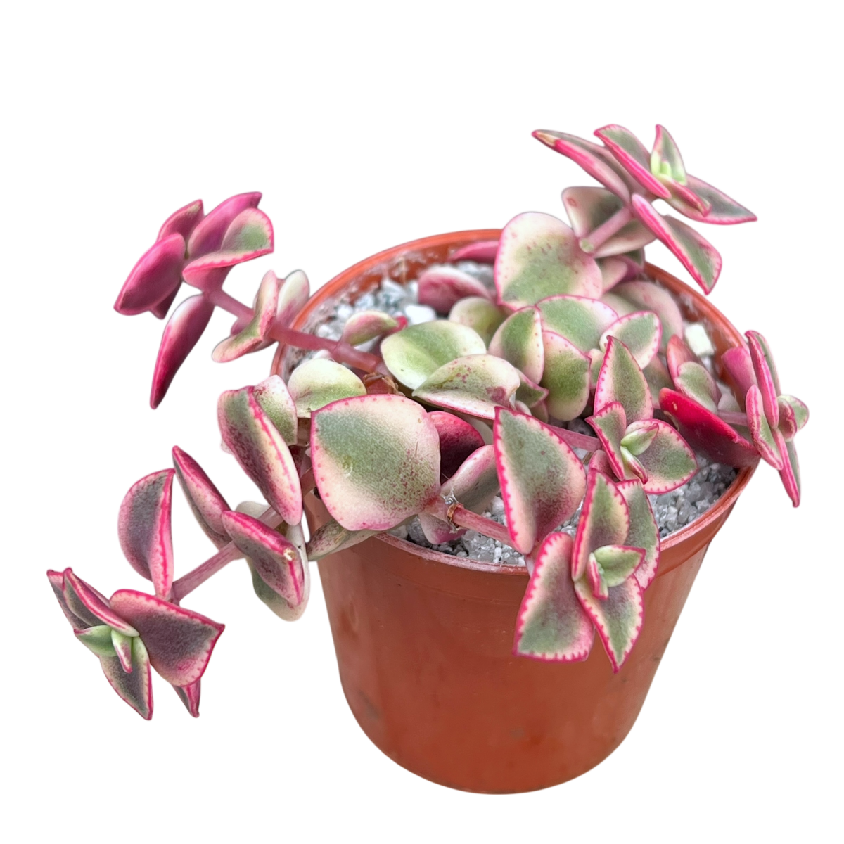 Crassula pellucida ssp. marginalis variegata