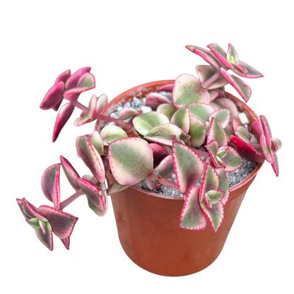 Crassula pellucida ssp. marginalis variegata