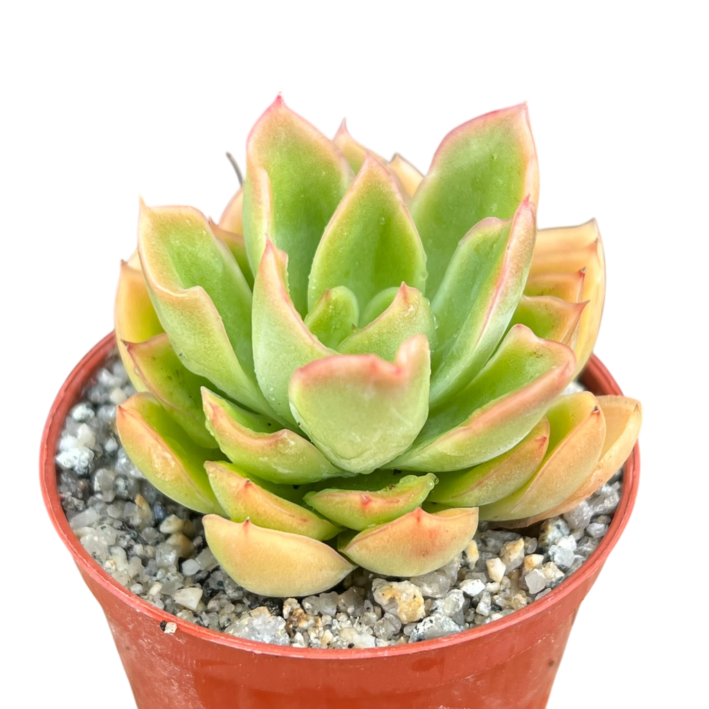 Echeveria pertela