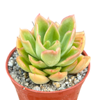 Echeveria pertela