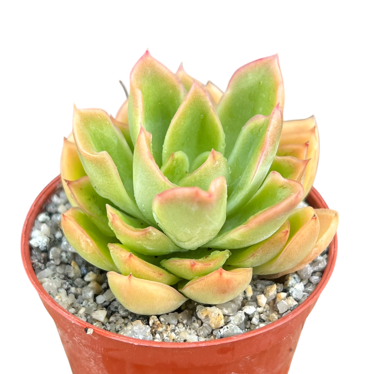 Echeveria pertela