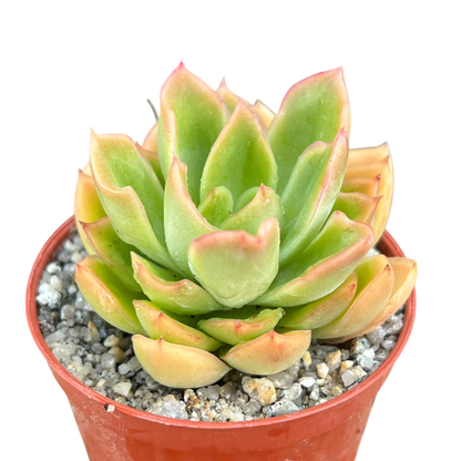 Echeveria pertela