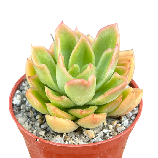 Echeveria pertela