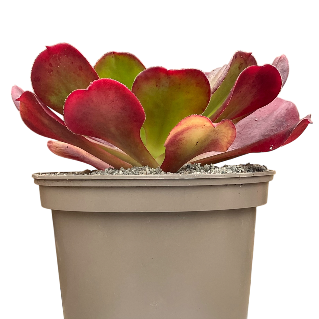 x Semponium 'Darwin'