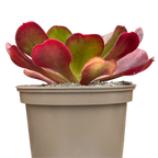 x Semponium 'Darwin'