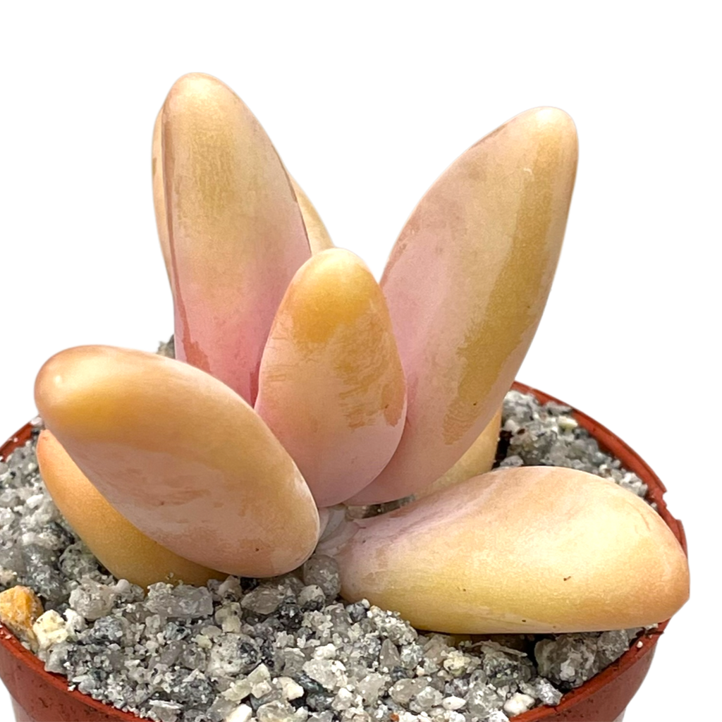Pachyphytum fittkauii