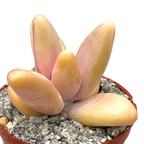 Pachyphytum fittkauii