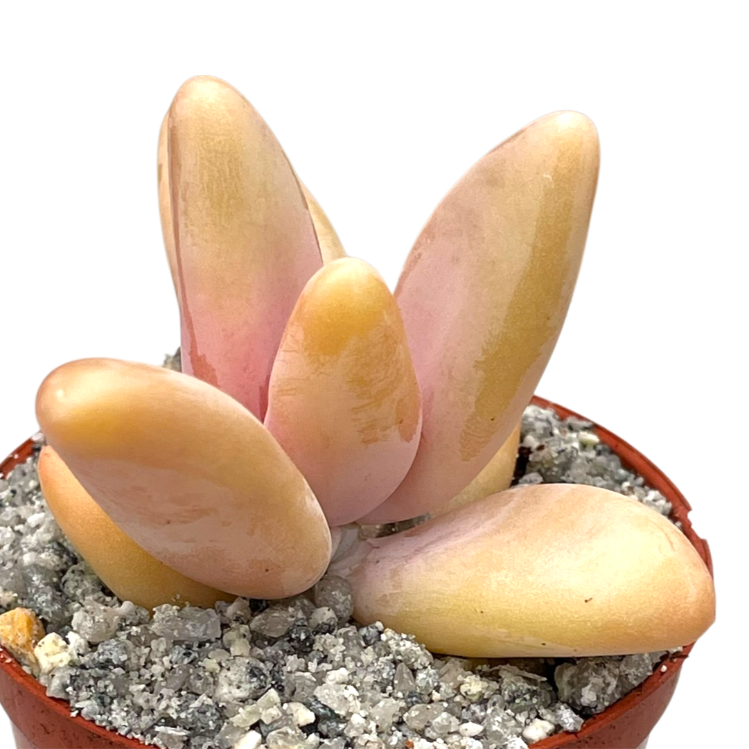 Pachyphytum fittkauii